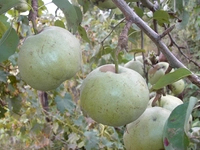 Ankara Armudu Türleri ve Özellikleri