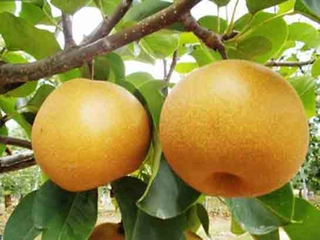 Naşi Armut Türleri ve Özellikleri