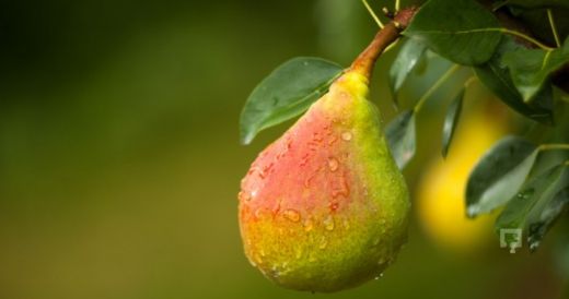 Armut Yaprağı Kullanımı ve Faydaları Nelerdir?