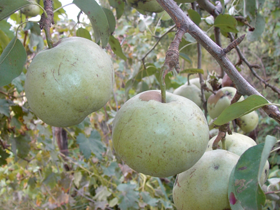 Ankara Armudu Türleri ve Özellikleri