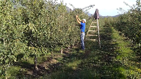 Armut Ağacı Bakımı Nasıl Yapılır?