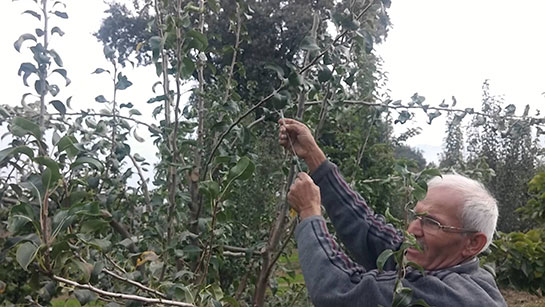 Armut Ağacı Budaması