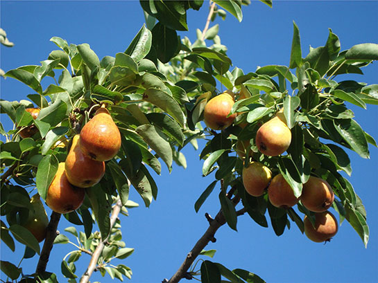 Armut Ağacı Türleri ve Özellikleri