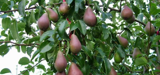 Armut Dikimi