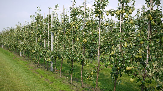 Armut Fidanı Türleri ve Özellikleri