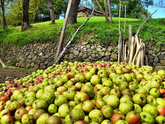 Armut Pekmezi Nasıl Yapılır?