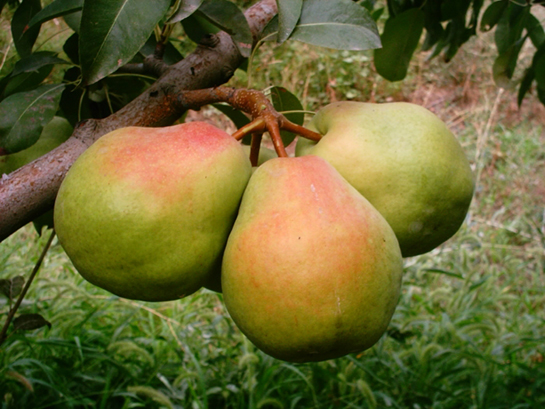 Deveci Armudu Türleri ve Özellikleri