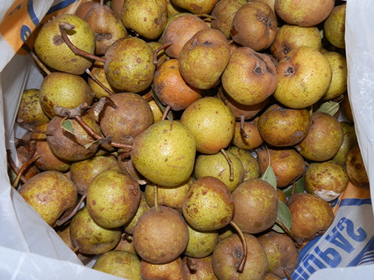 Yabani Armut Türleri ve Özellikleri